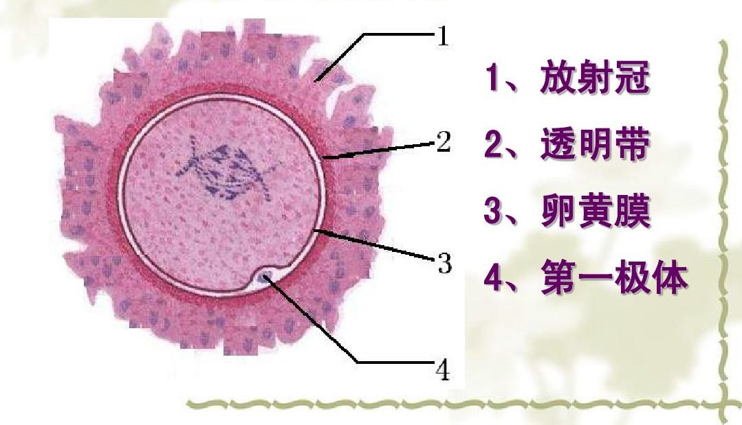 受精（全面性教育相关名词）_百度百科