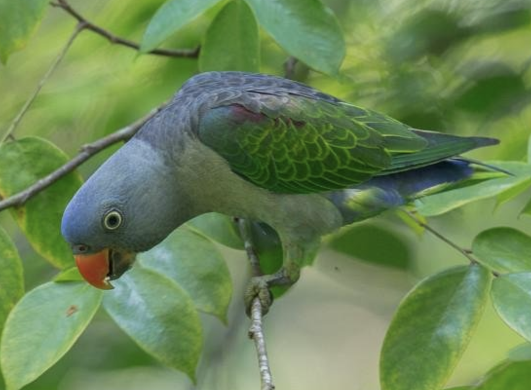 蓝腰鹦鹉