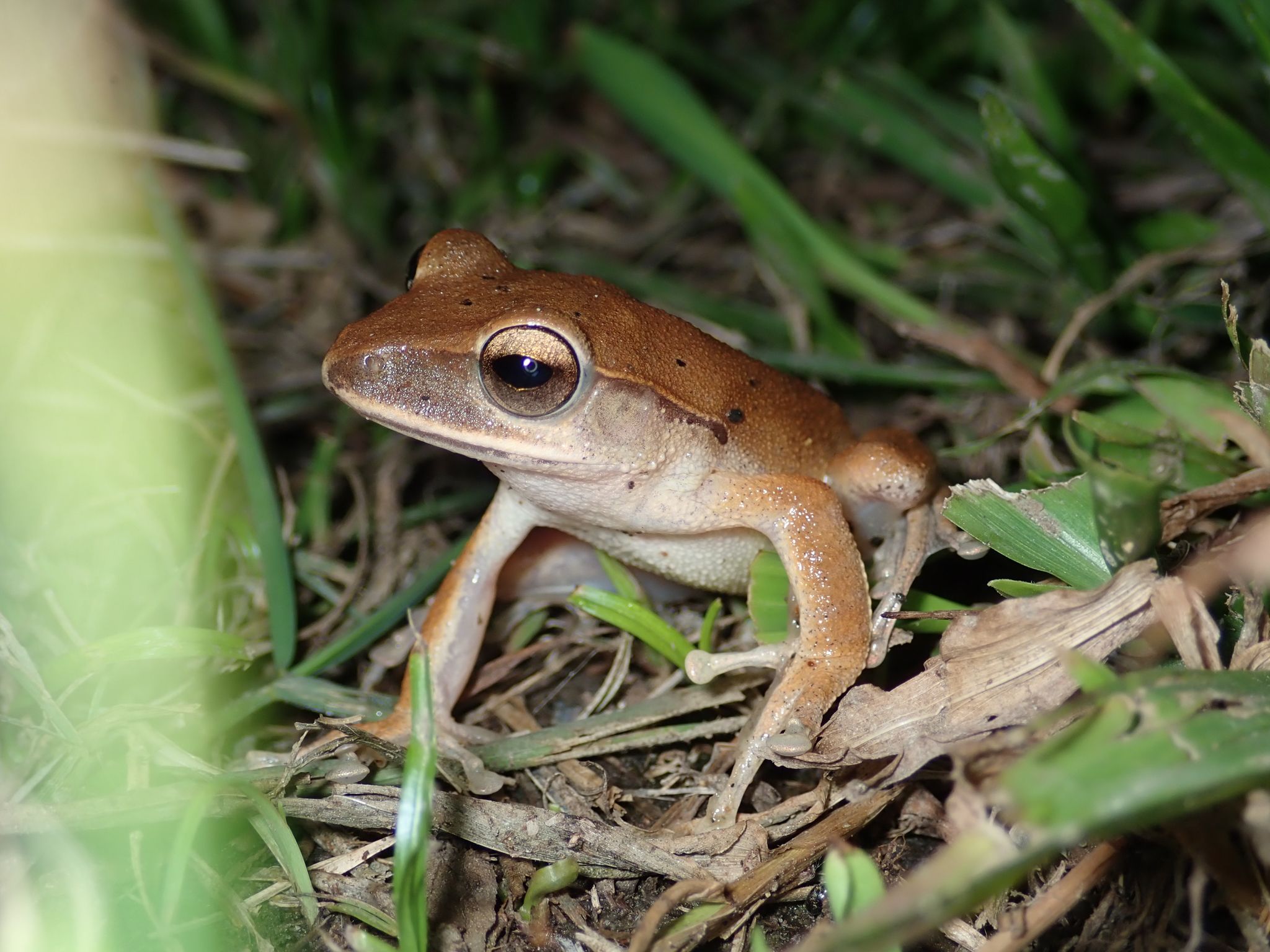  p>斑腿泛树蛙(学名: i>polypedates megacephalus /i>)是树蛙科,泛
