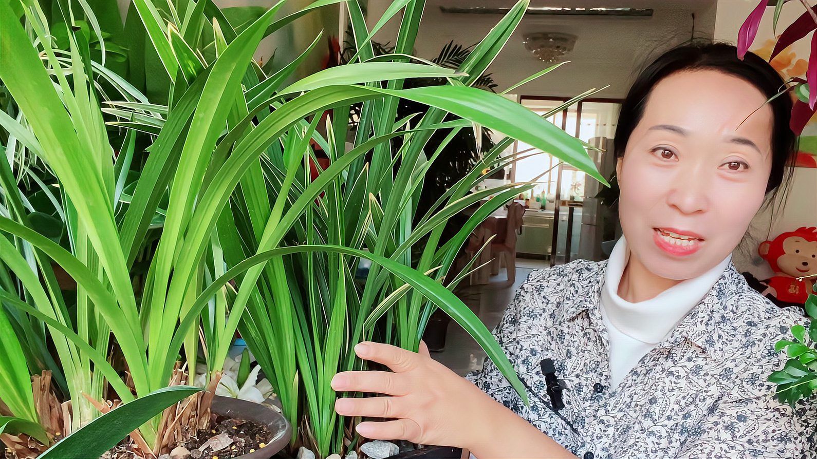 唐菖蒲 鸢尾科唐菖蒲属植物 百度百科