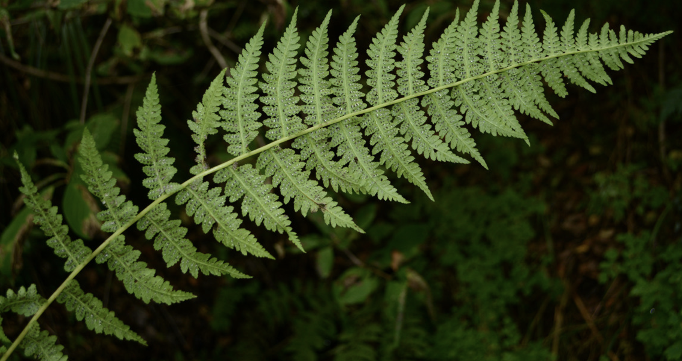 zeph60">麦秆蹄盖蕨( i>athyrium fallaciosum /i> milde)是蹄盖蕨科