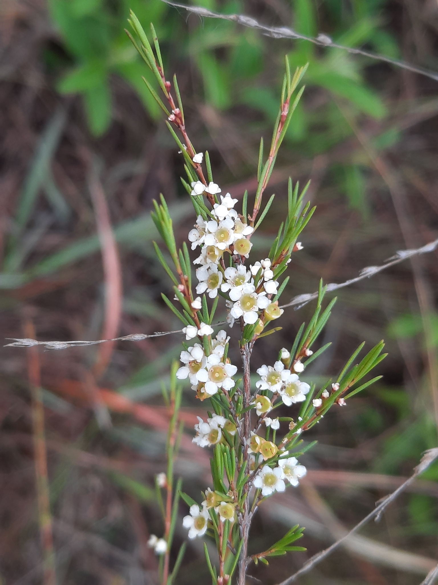 是桃金娘科岗松属的小乔木或灌木状植物.