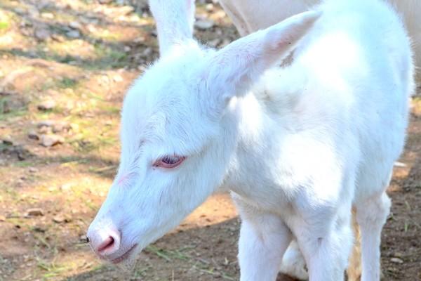 equus africanus f. asinus "asinara donkey"