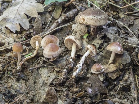 活力粘滑菇_百度百科