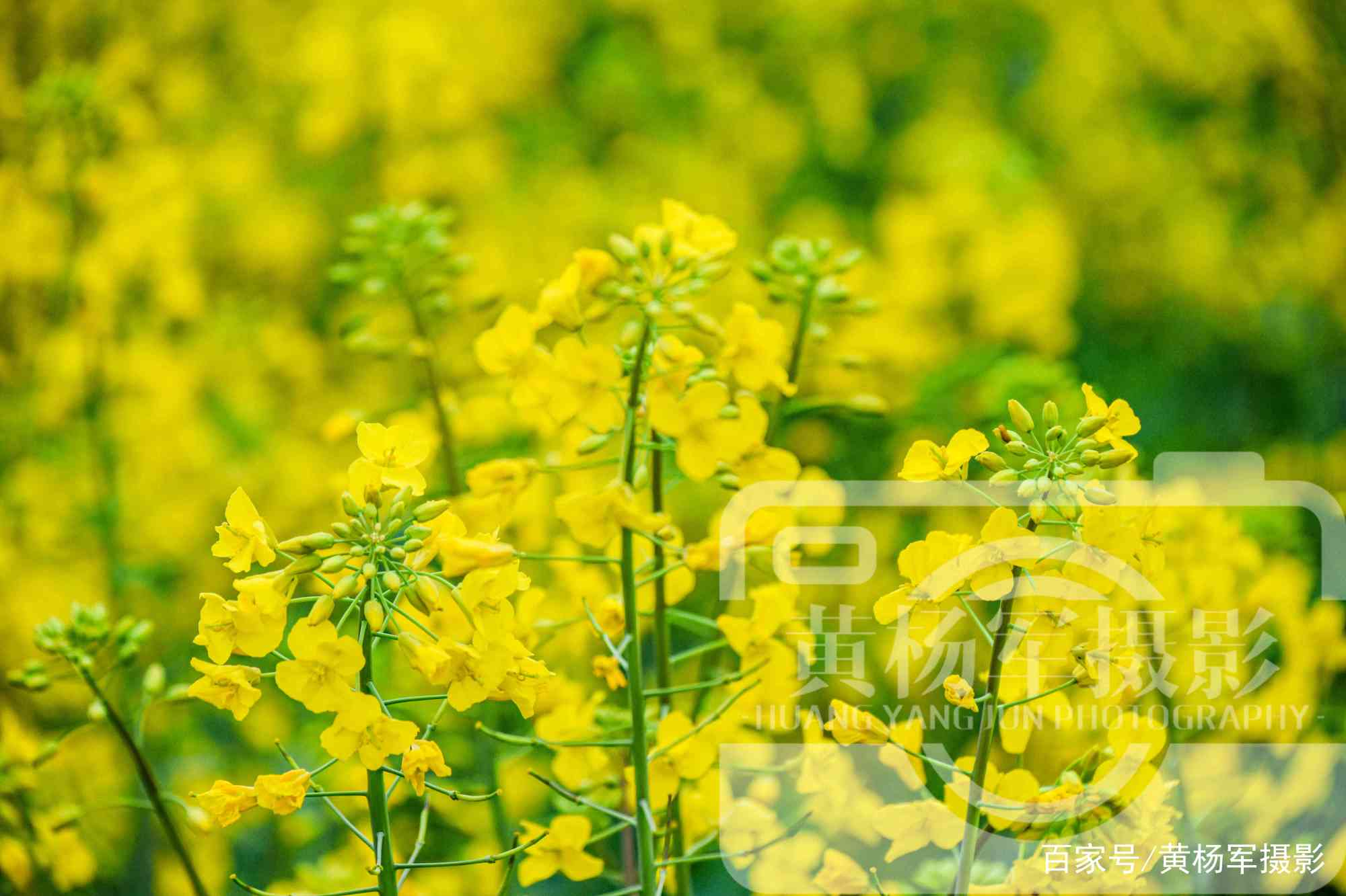 油菜花开的娇美 金黄色的花朵开满了乡村田野 春天里迷人的花 百科ta说