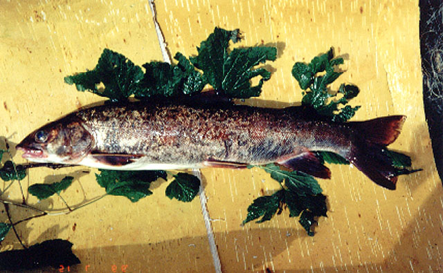  p>细鳞鲑(学名: i>brachymystax lenok /i>)是鲑科,细鳞鱼属鱼类.