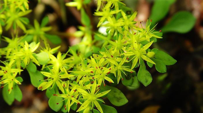  p>东南景天(学名: i>sedum alfredii /i> hance)是景天科,景天属植物