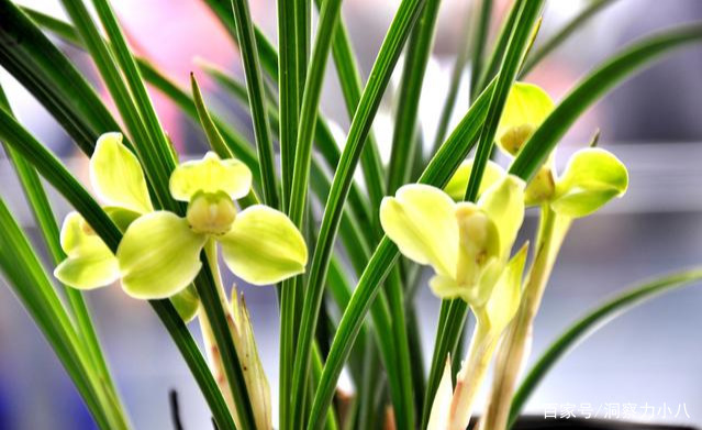 兰花最怕“三种”水，避开不烂根，猛窜芽“野性”足，花多压弯枝_百科TA说