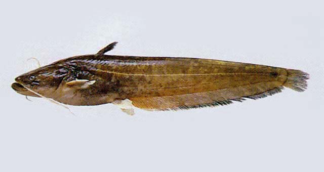  p>鲇(学名: i>silurus asotus /i>)是鲇科,鲇属鱼类.