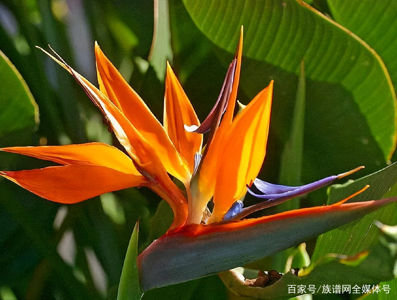 扫墓一般应该送什么花 献花前为什么要数一数 百科ta说