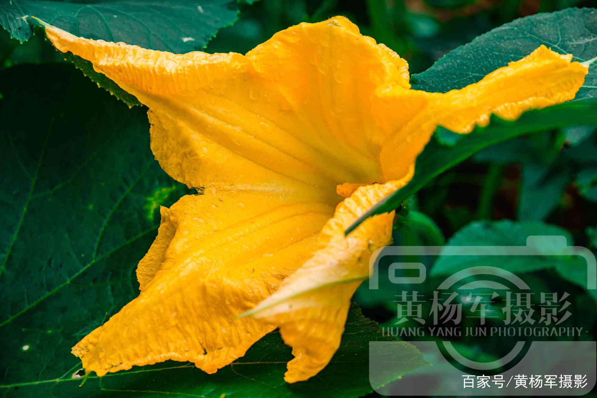 夏雨中娇艳盛开的南瓜花 美艳金黄的花朵很熟悉 百科ta说