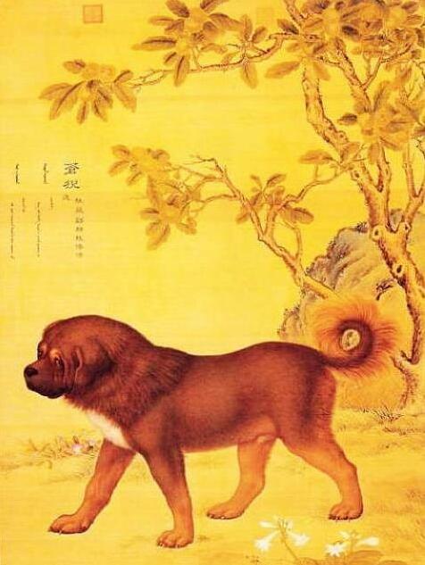 藏獒（起源于中国西藏的大型犬类）_百度百科