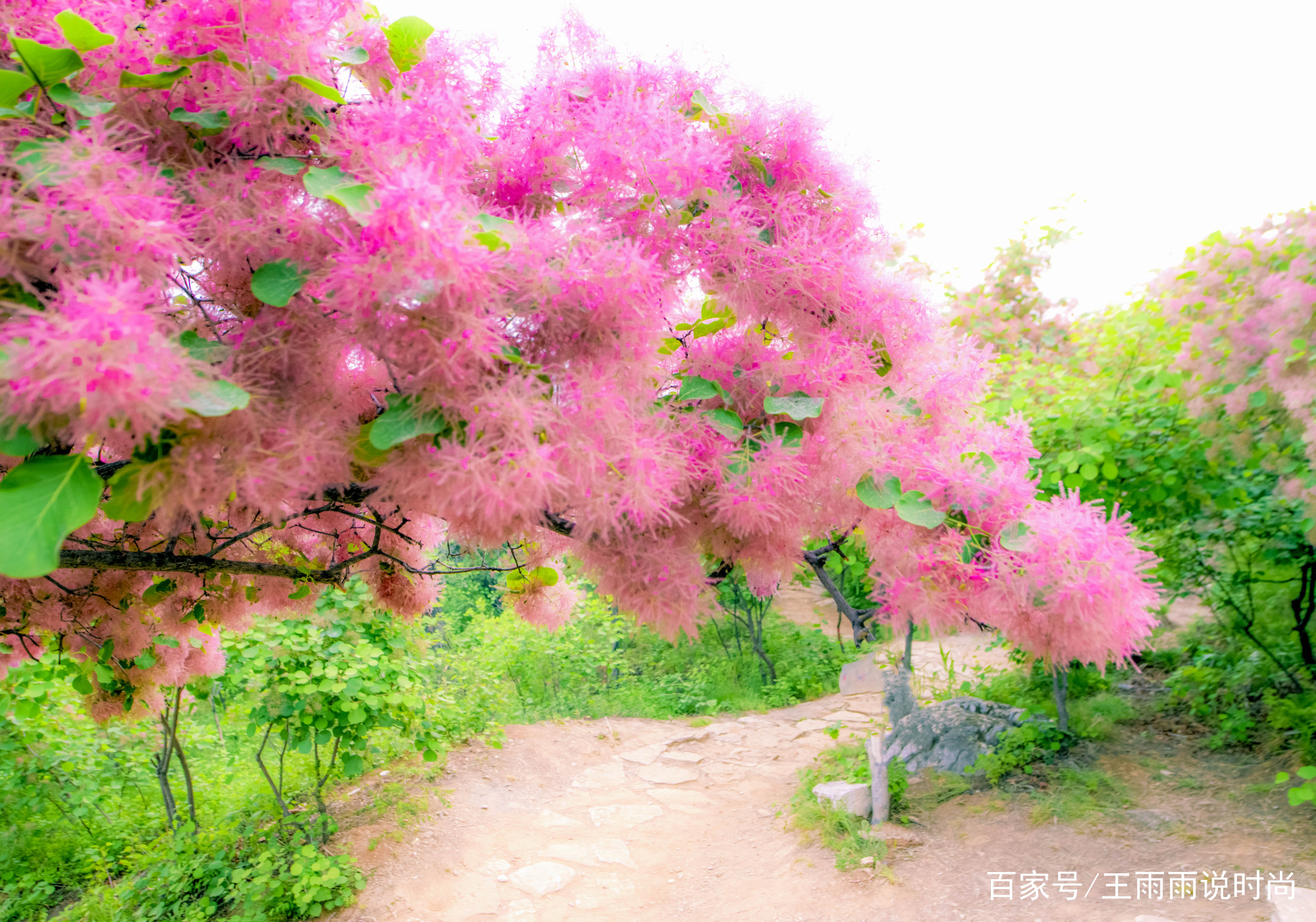 摘一束黄栌花，带回外婆家浪漫，但它柔软的花体让人恋恋不舍_百科TA说