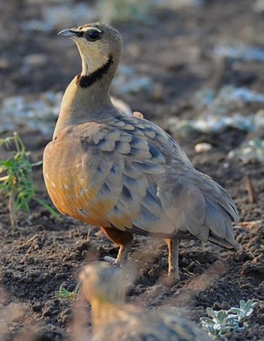 yellow-throated sandgrouse