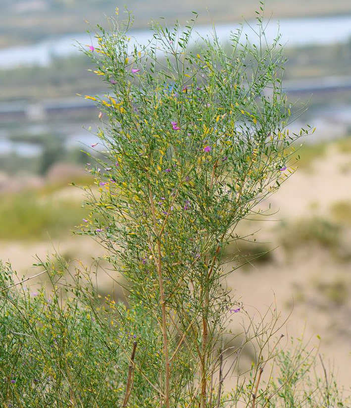 踏郎榆阳亚群体10号