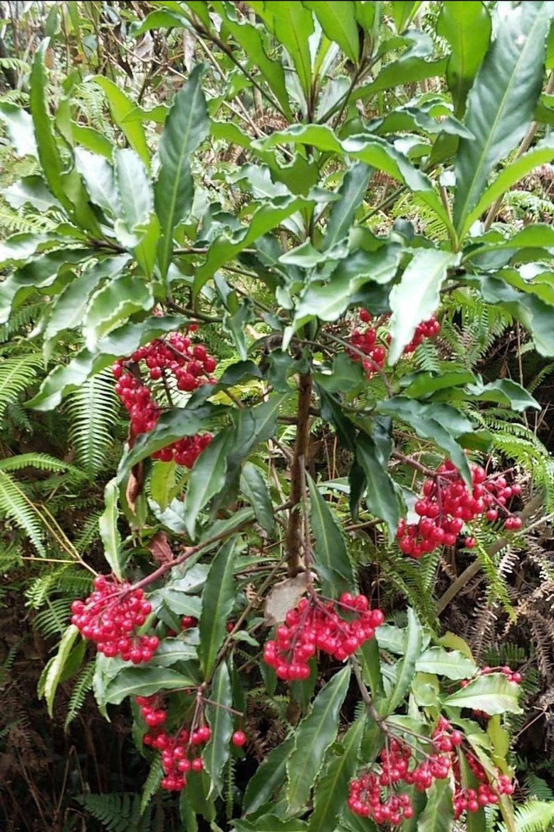 百两金