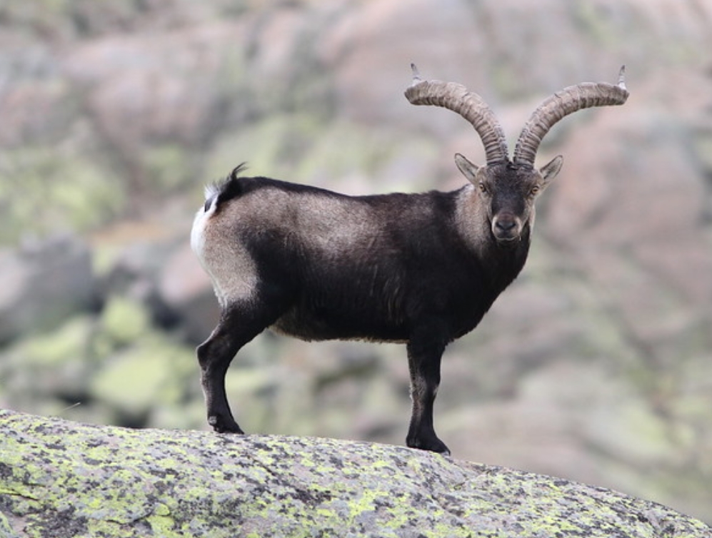  p>西班牙羱羊(学名: i>capra pyrenaica /i>):是偶蹄目,牛科,山羊属