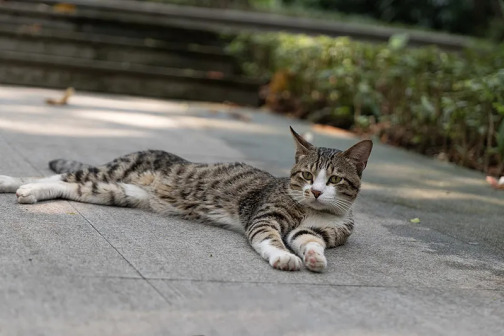 土猫_百度百科