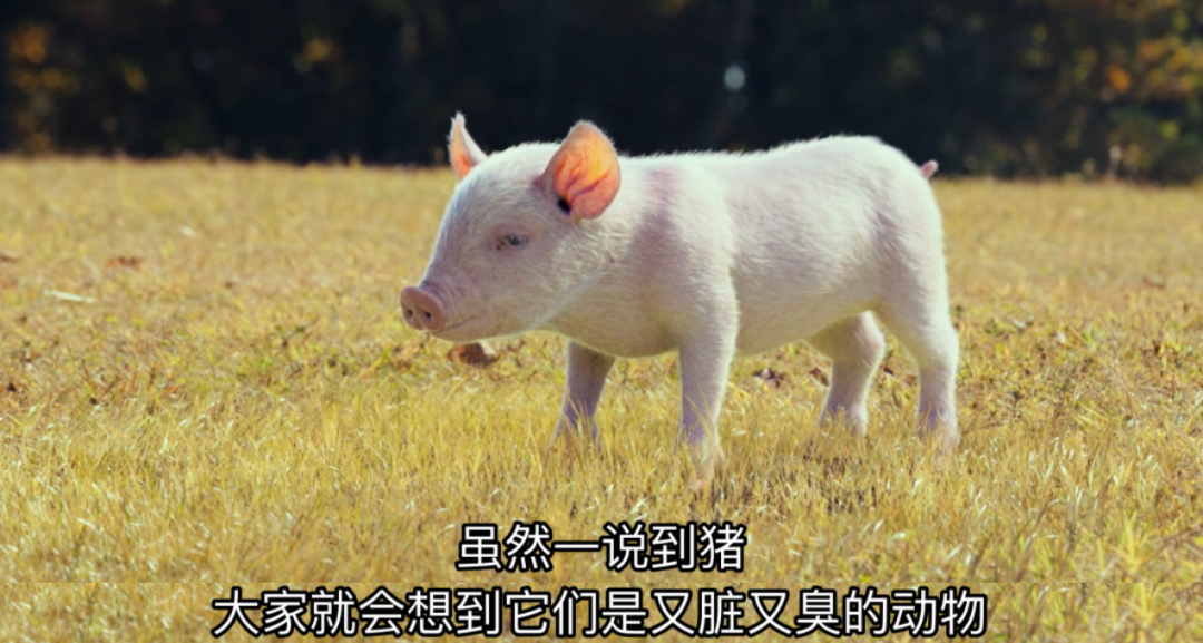 中日韩爆款都被他抄完了，还不火_百科TA说
