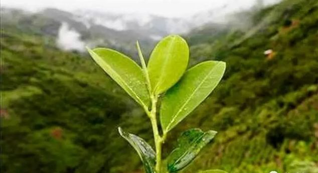 神赐的植物，古柯真的有那么恐怖吗_百科TA说