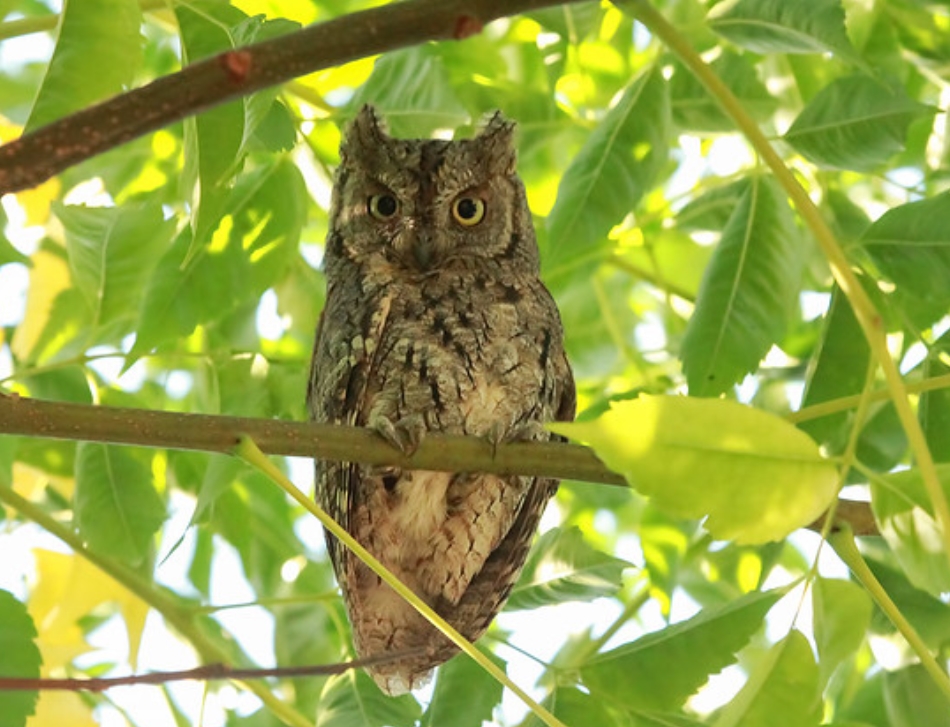 eurasian scops-owl
