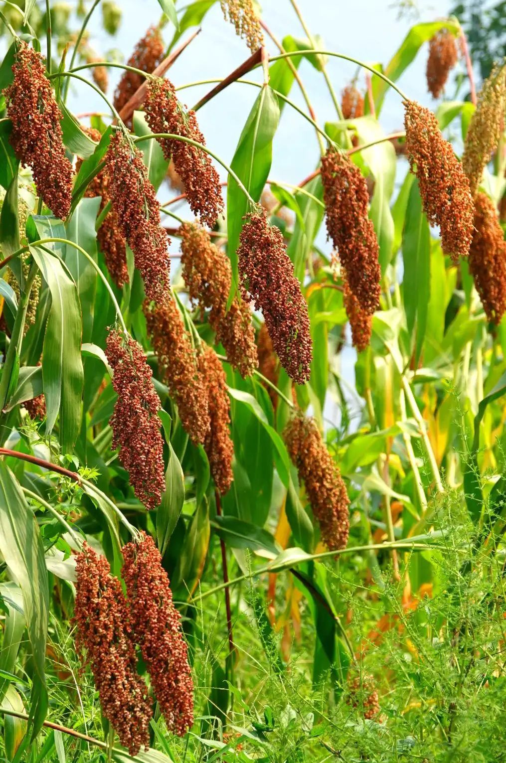  p data-id="gmwwa05tg8">中甜粱2号是一个高粱品种,在适应区出苗至