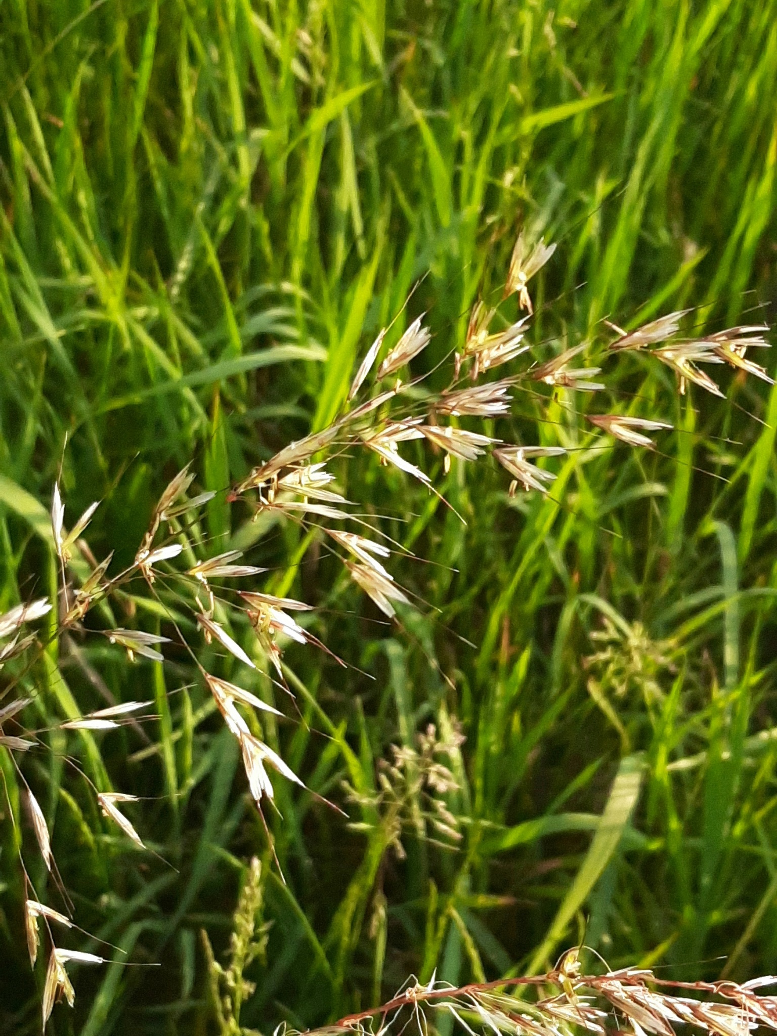 西伯利亚三毛草