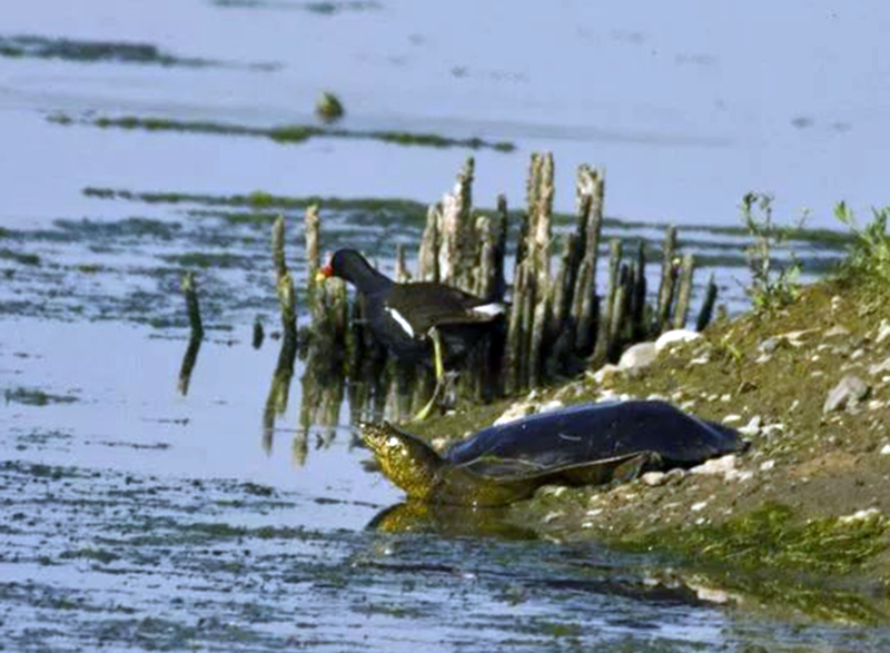  p>幼发拉底鳖(学名: i>rafetus euphraticus /i>):是鳖科,斑鳖属一种