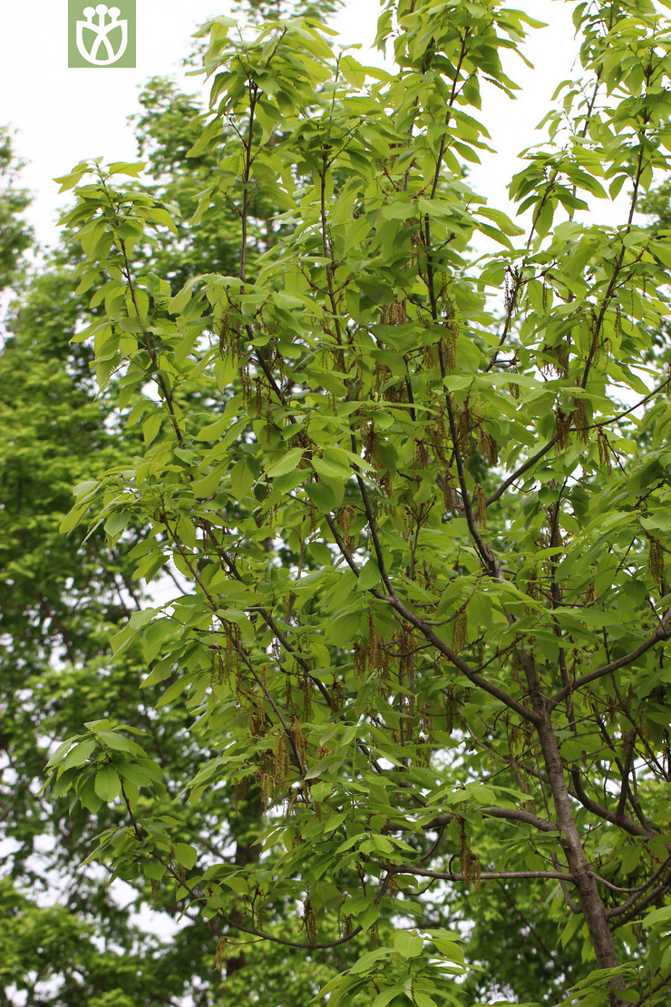  p>长叶枹栎(学名:quercus monnula y. c. hsu et h. w.