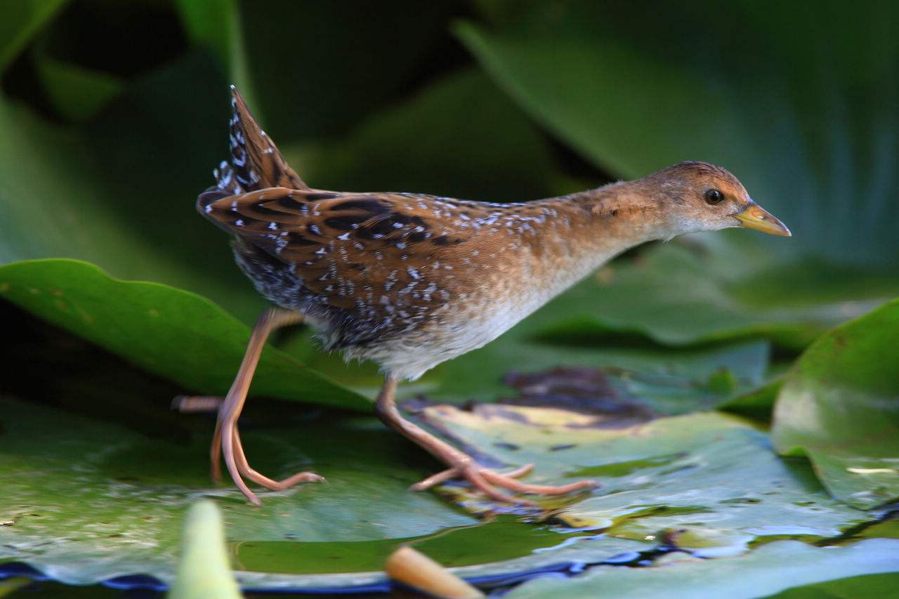  p>花田鸡属(学名:coturnicops)是秧鸡科下的一种属.
