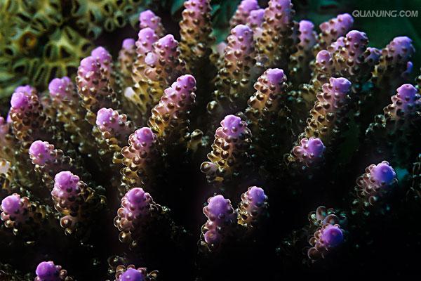 具有钙质骨骼的 a href="#" data-lemmaid="1656626">六射珊瑚 /a>