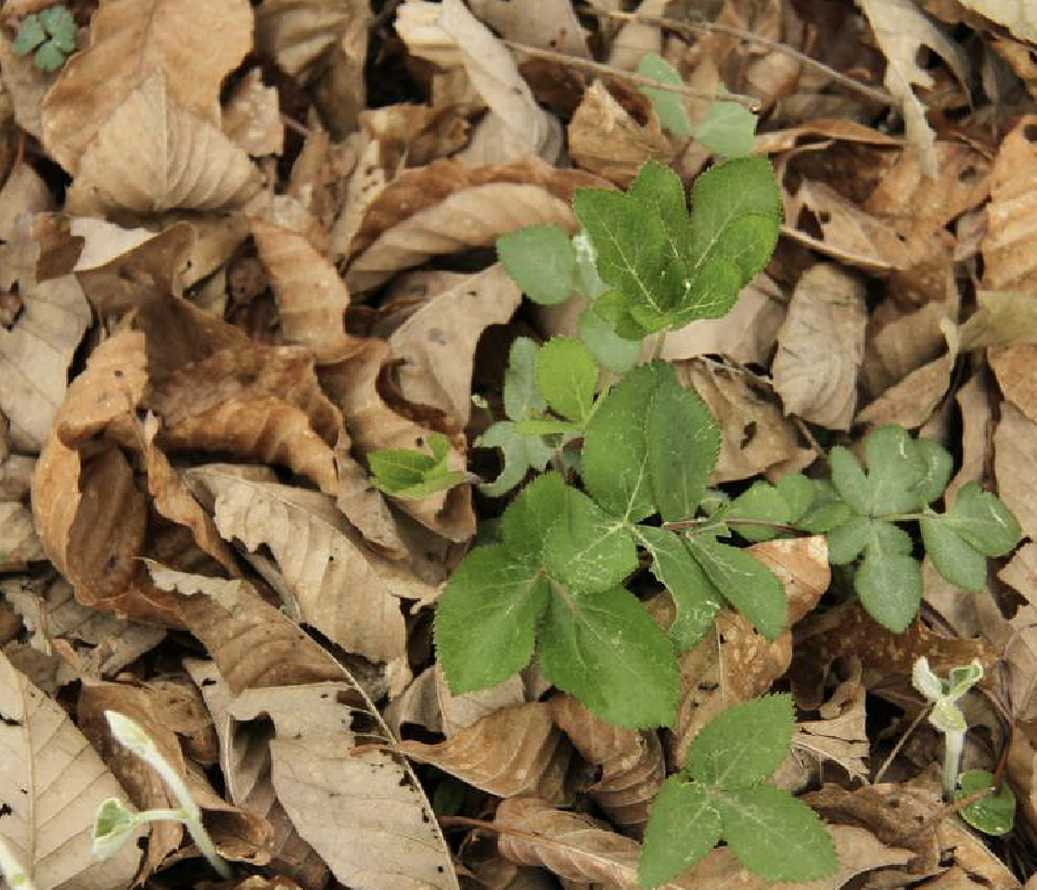  p>紫花前胡(学名: i>angelica decursiva /i> (miq.) franch.