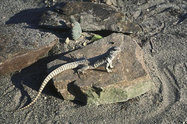 dipsosaurus dorsalis