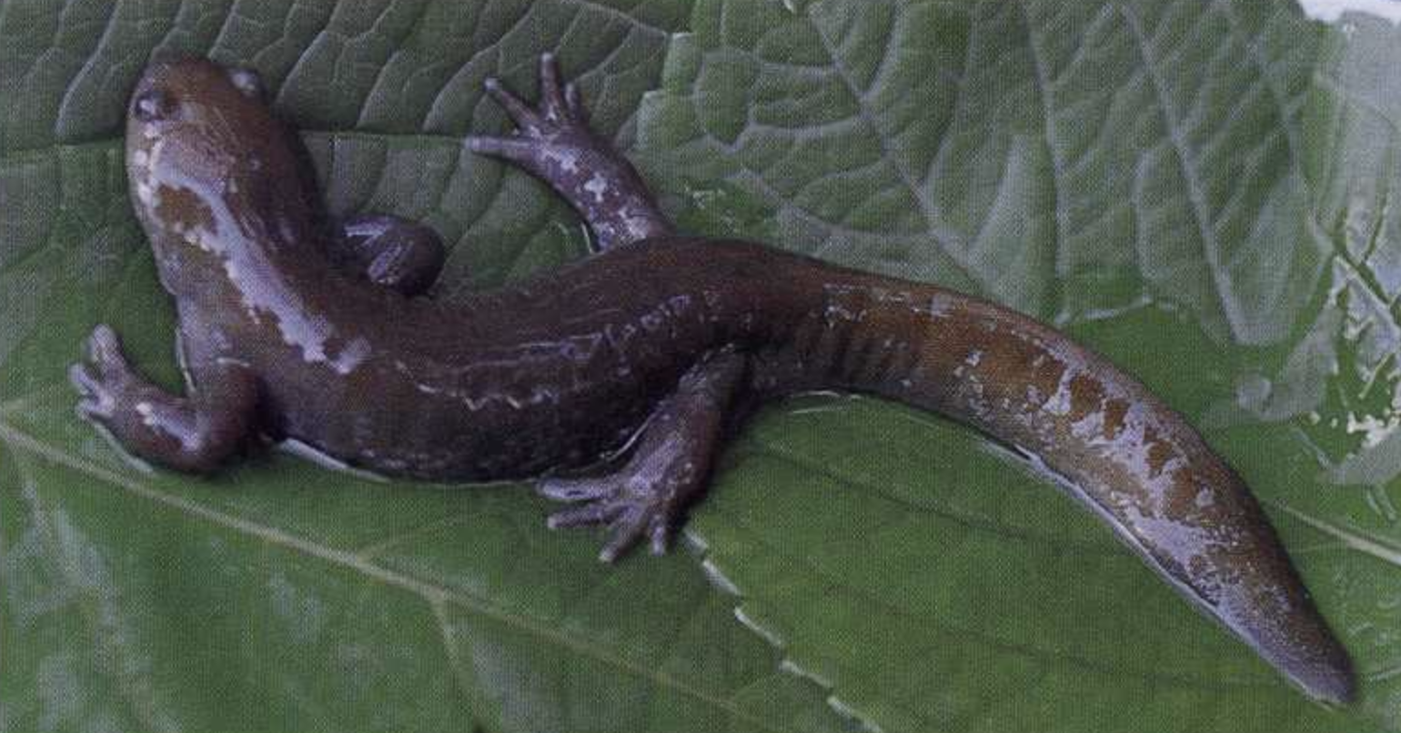  p>挂榜山小鲵(学名: i>hynobius guabangshanensis /i>)是小鲵科