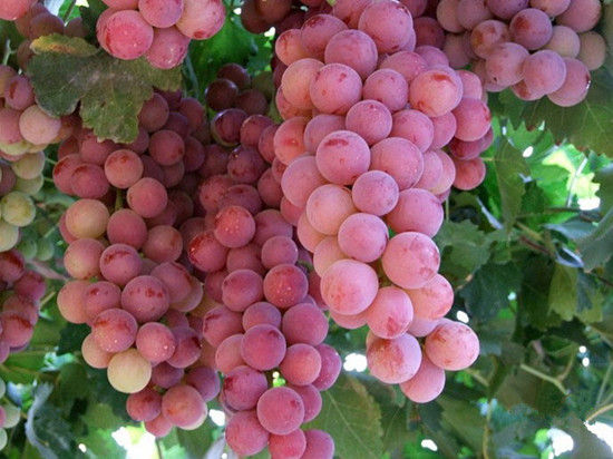  p>红香蜜葡萄是日本最新培育的欧美杂交 a target="_blank" href="