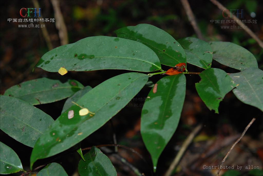  p>杨桐属(学名:adinandra jack), a href="#" data-lemmaid="3223880