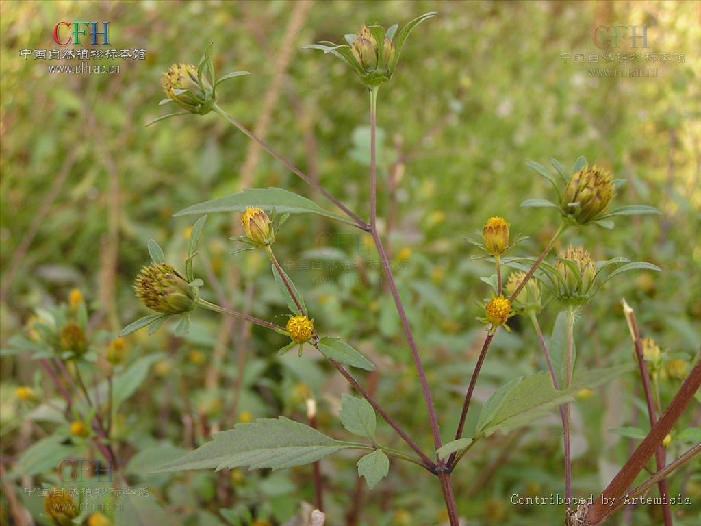  p>狼把草(学名: i>bidens tripartita /i> l.