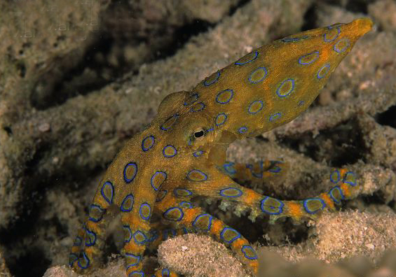  p>斑点豹纹蛸(学名: i>hapalochlaena maculosa /i>):体长约20厘米.