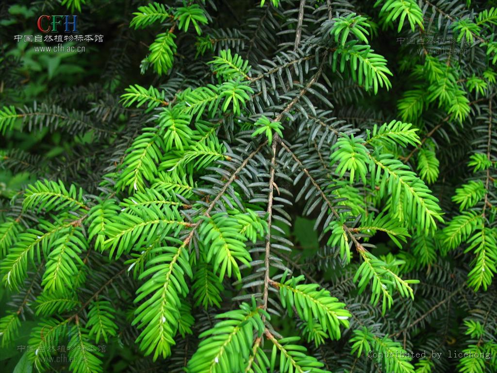 p>铁杉(学名: i>tsuga chinensis /i> (franch.) pritz.
