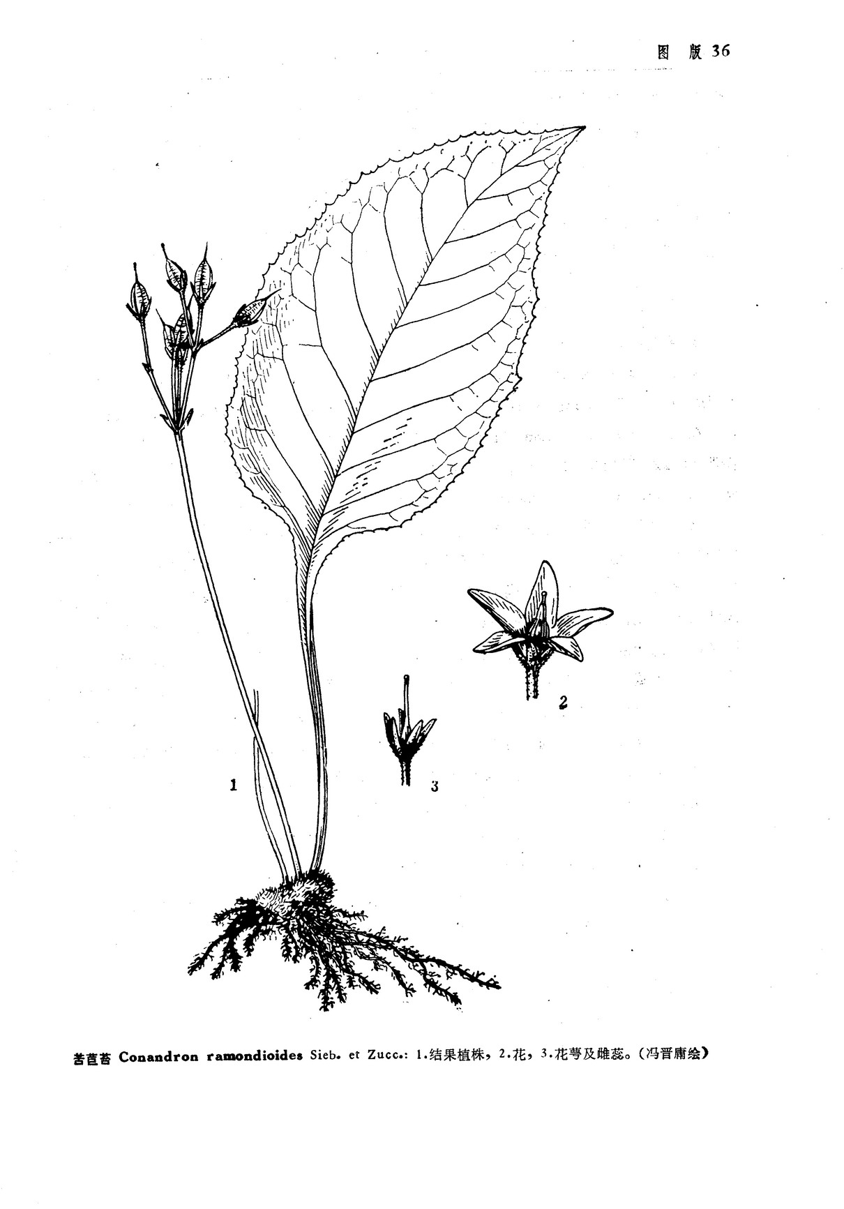  p>苦苣苔属( a target="_blank" href="/item/学名/8074290" data