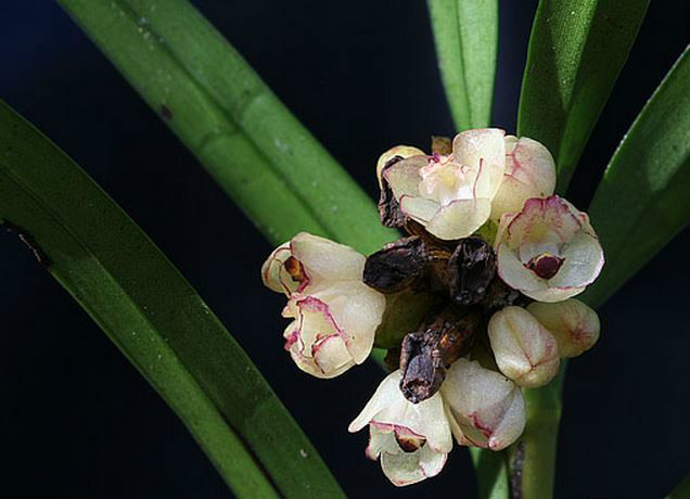 agrostophyllum callosum rchb. f.