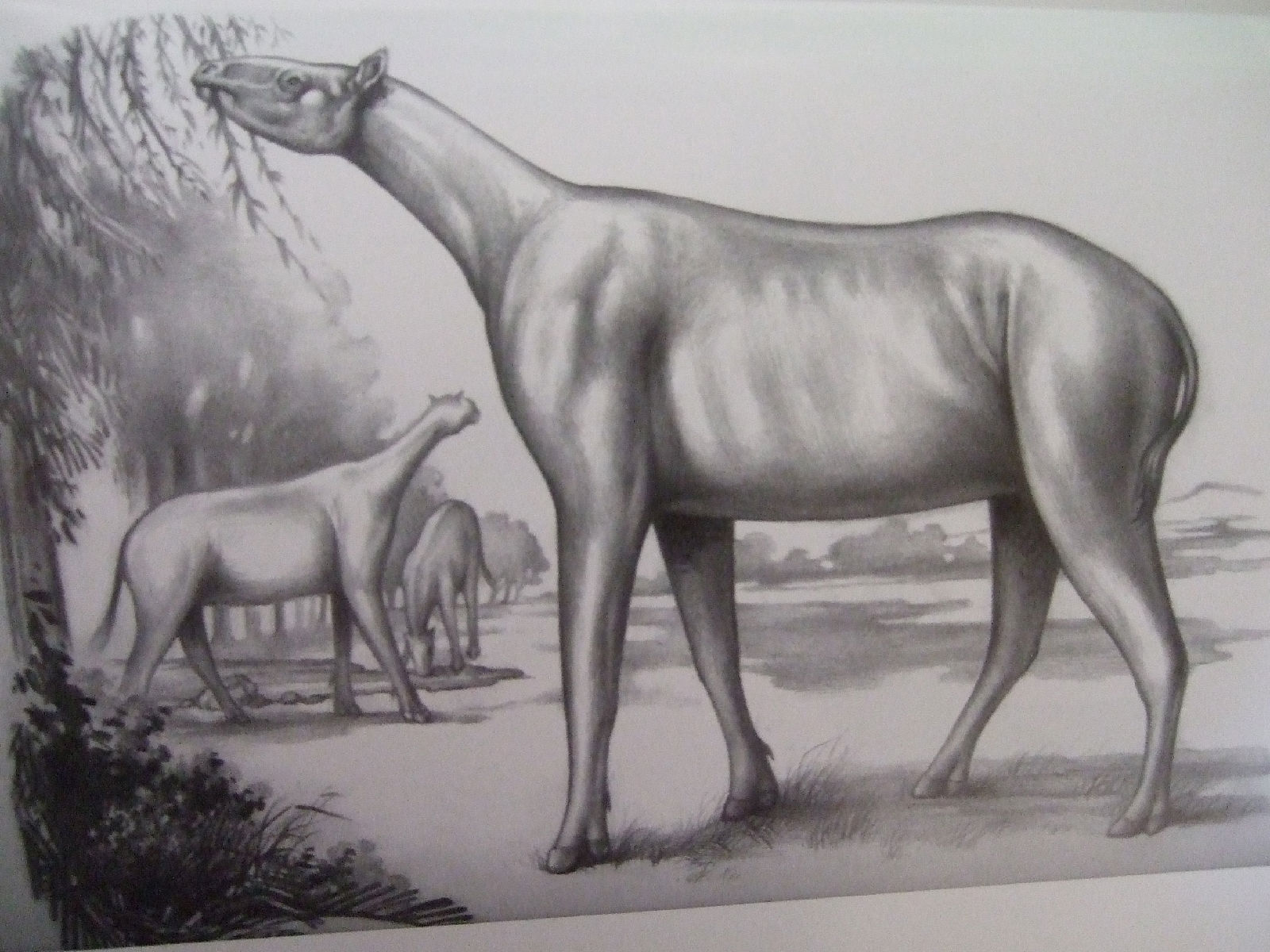 巨犀(indricotherium)