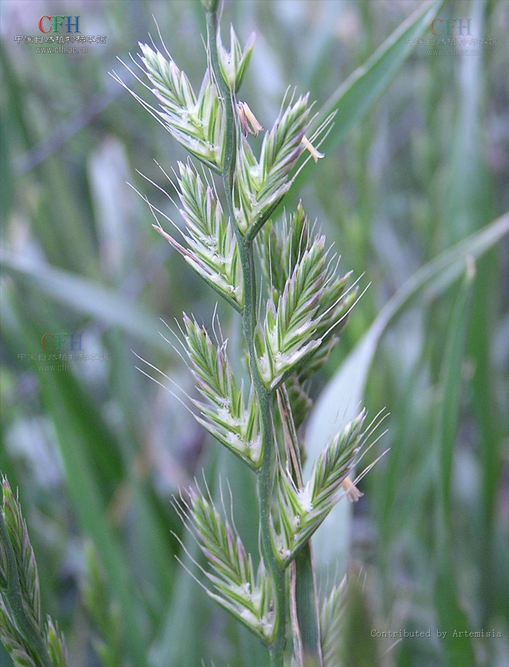 是禾本科黑麦草属草本植物,杆圆柱形,直立光滑,叶片柔软下披,叶背