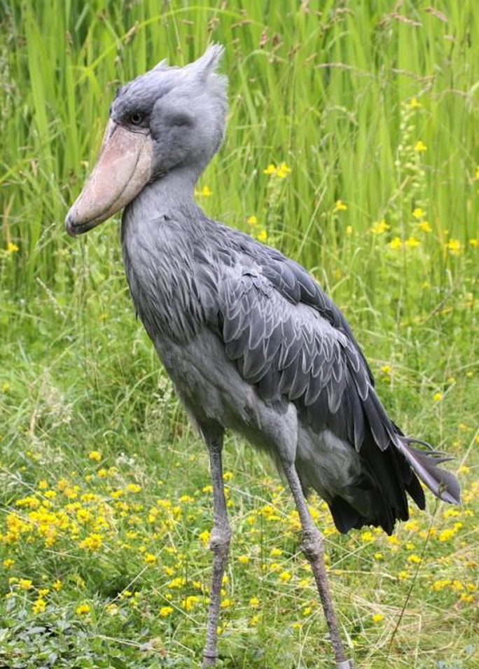 鲸头鹳科仅鲸头鹳一种,只分布于非洲大裂谷一带的有限地区.