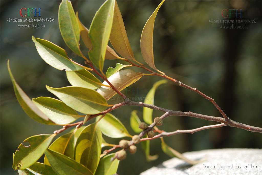  p>红锥( i>castanopsis hystrix /i>  miq.),乔木,高达25米,胸径1.