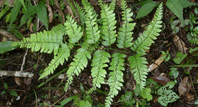  p>尾叶复叶耳蕨(学名: i>arachniodes caudifolia /i>  ching &amp
