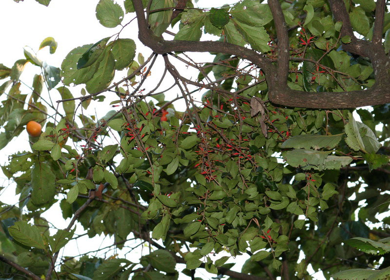  p>桑寄生(学名:taxillus sutchuenensis (lecomte) danser),别称桃树