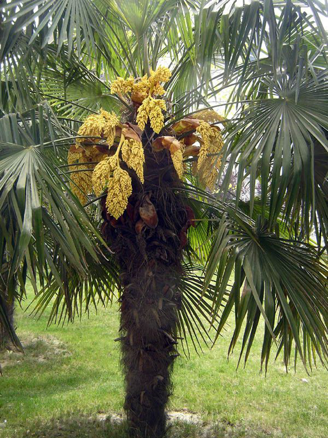  p>山棕榈,拉丁学名:trachycarpus martianus (wall.) h.