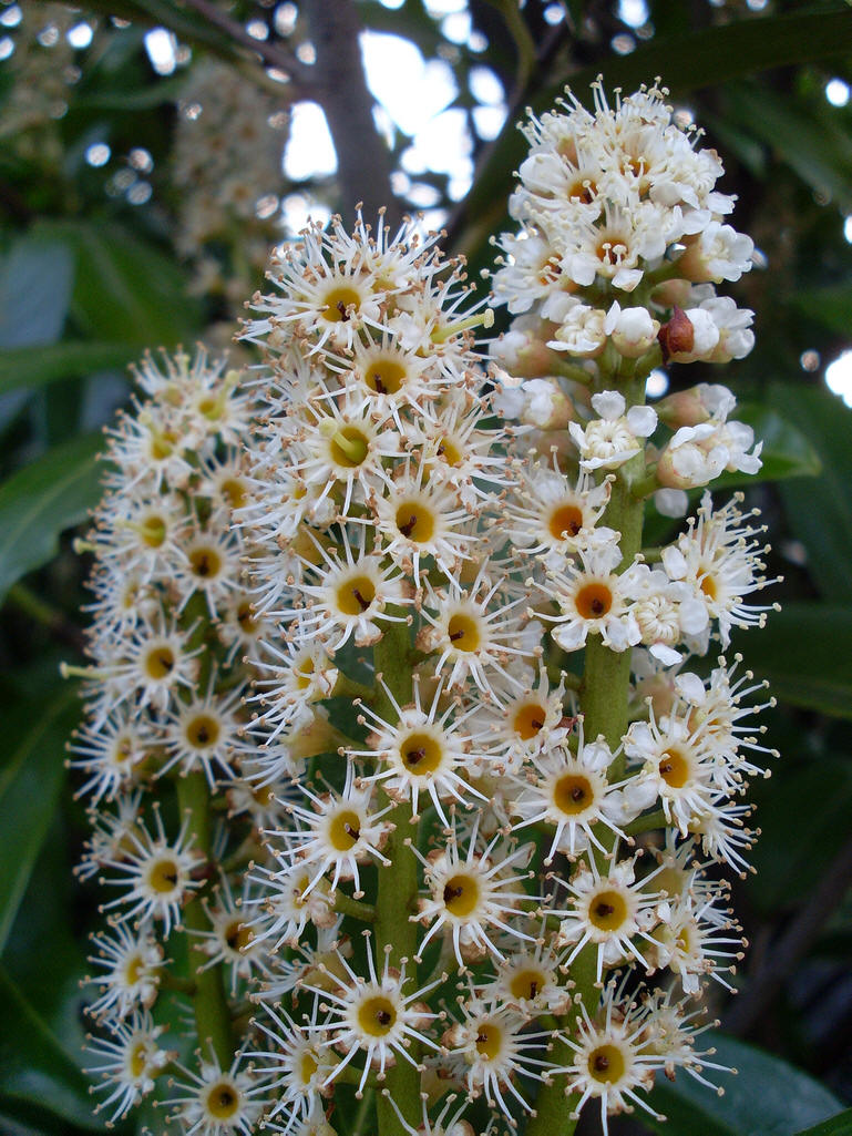  p data-id="gnb963xtbd">桂樱( i>prunus /i>  i>laurocerasus /i> l