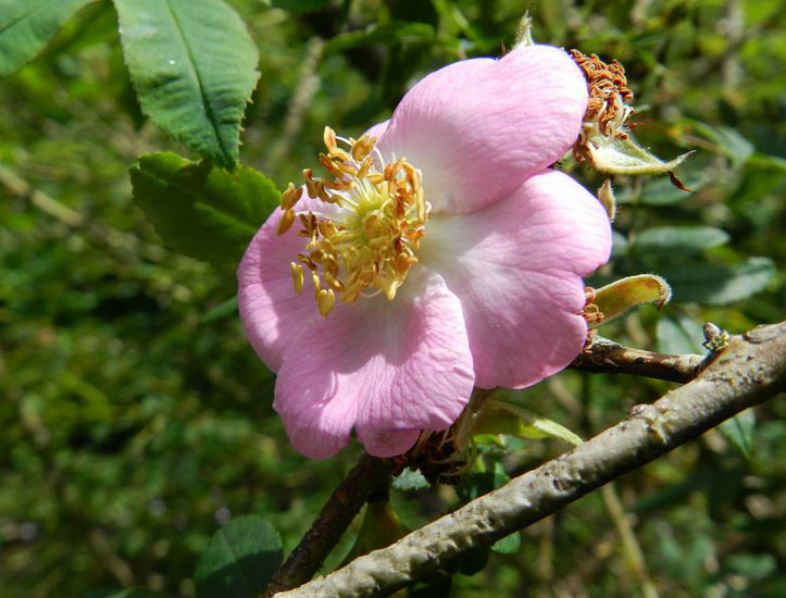  p>刺梗蔷薇(学名: i>rosa setipoda /i>  hemsl. &amp; e. h.